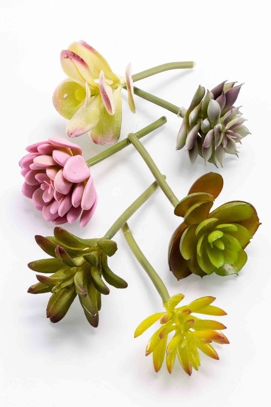 Succulent Assortment Bag of 6pcs Mixed