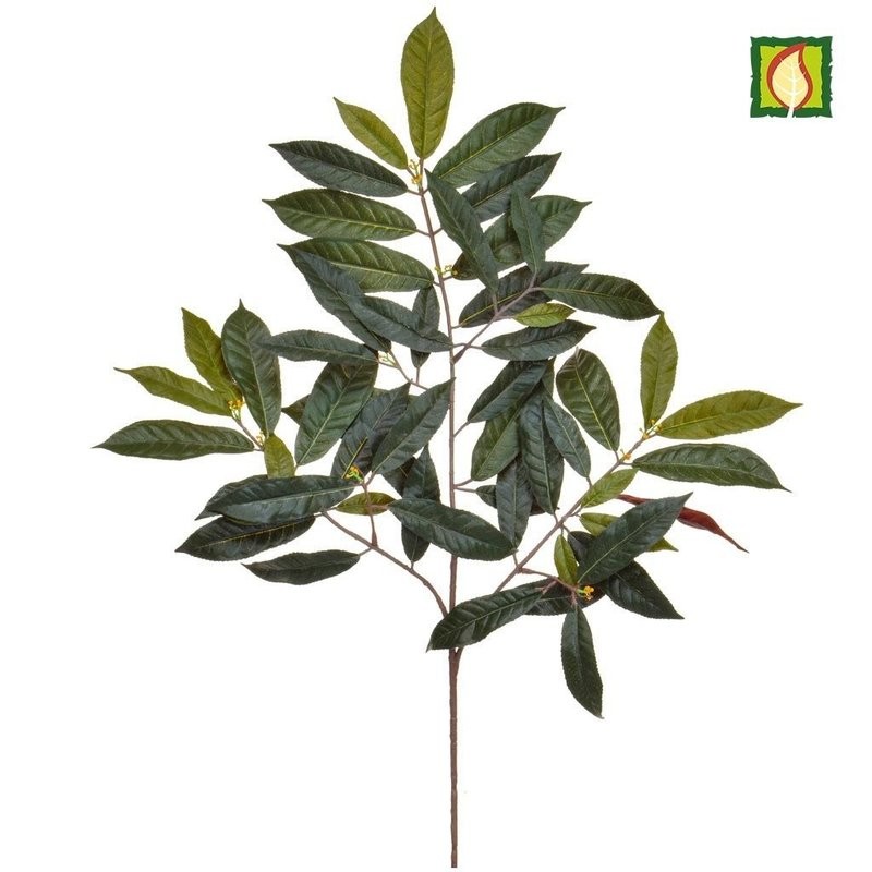 Box of 6 Capensia Green Red Foliage 60cm FR