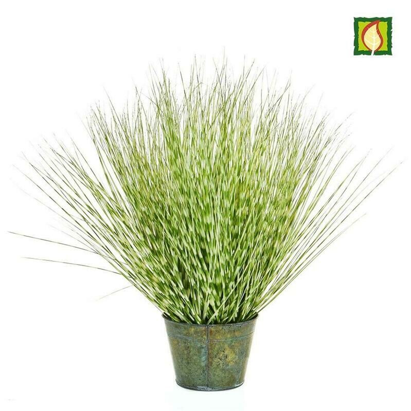 Zebra Grass with Metal Pot FR (Lead time 5-7 days)
