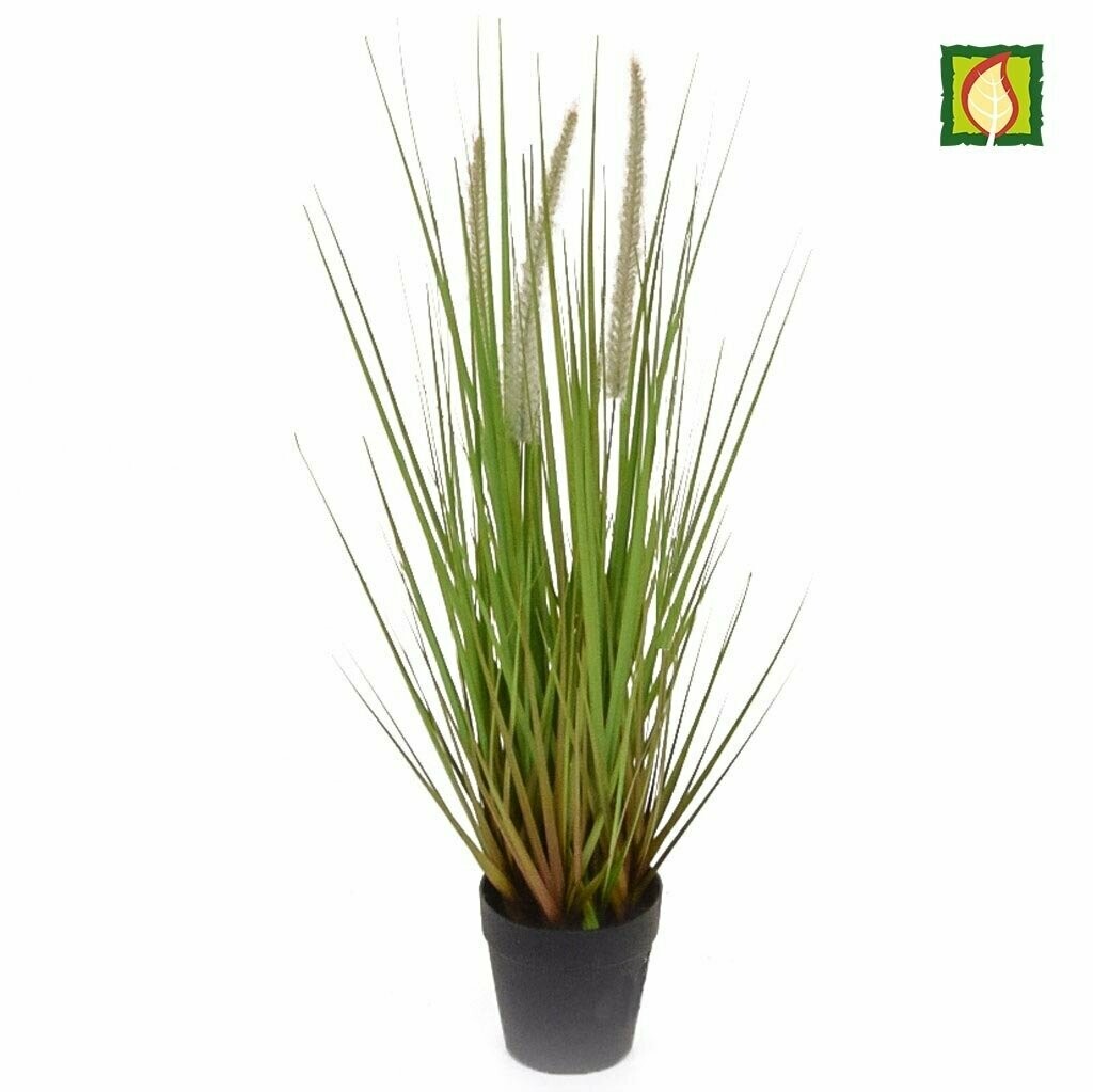 Dogtail Grass with Pot 90cm - Fire Retardant