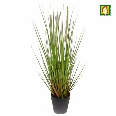 Dogtail Grass with Pot 52cm