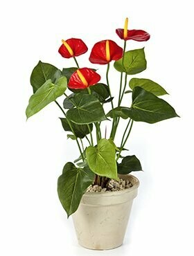 56cm Anthurium Red (pot not included)
