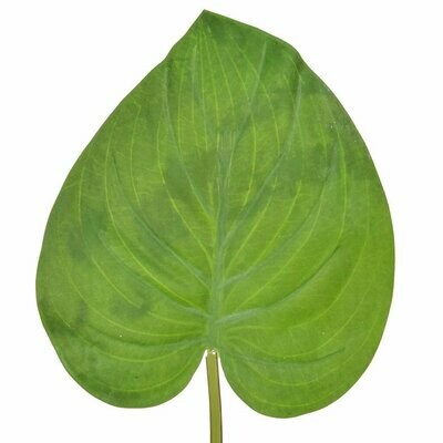 Artificial Large leaves