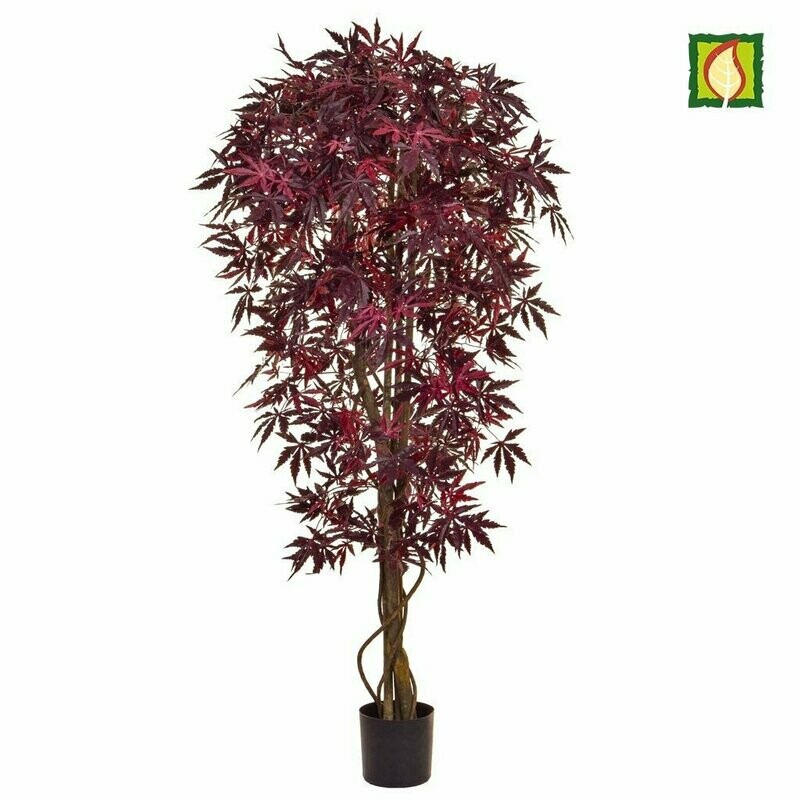 FR Japanese Maple Burgundy 150cm (Delivery 5-7 days )