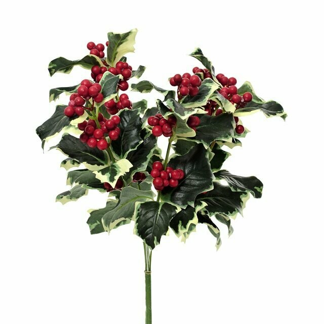 Variegated Holly Leaf Bush