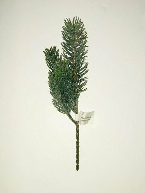 Frosted Pine (6)