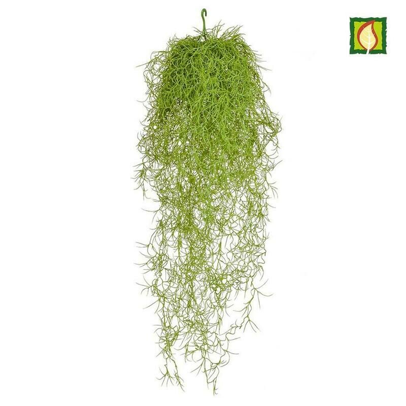 Airplant Vine DB 75cm FR  Box of 6