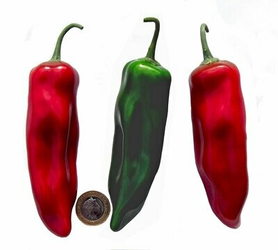 Large Chilli Peppers (Pack of 6)