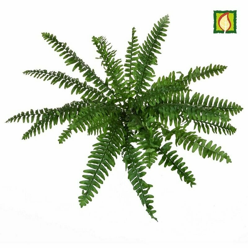 Artificial  Boston Fern Bush 48cm Box of 6