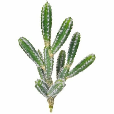 Cactus Single Stem 42.5cm Unpotted