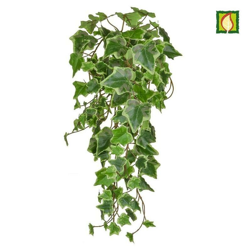 Trailing Variegated Ivy FR -Box of 6