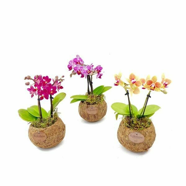 3 x Orchid in Hanging Pot x