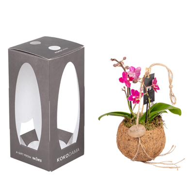 Kokodama Orchid in Gift Box