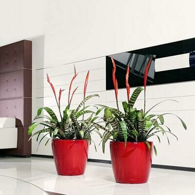 Classico Premium 43 LS Planter