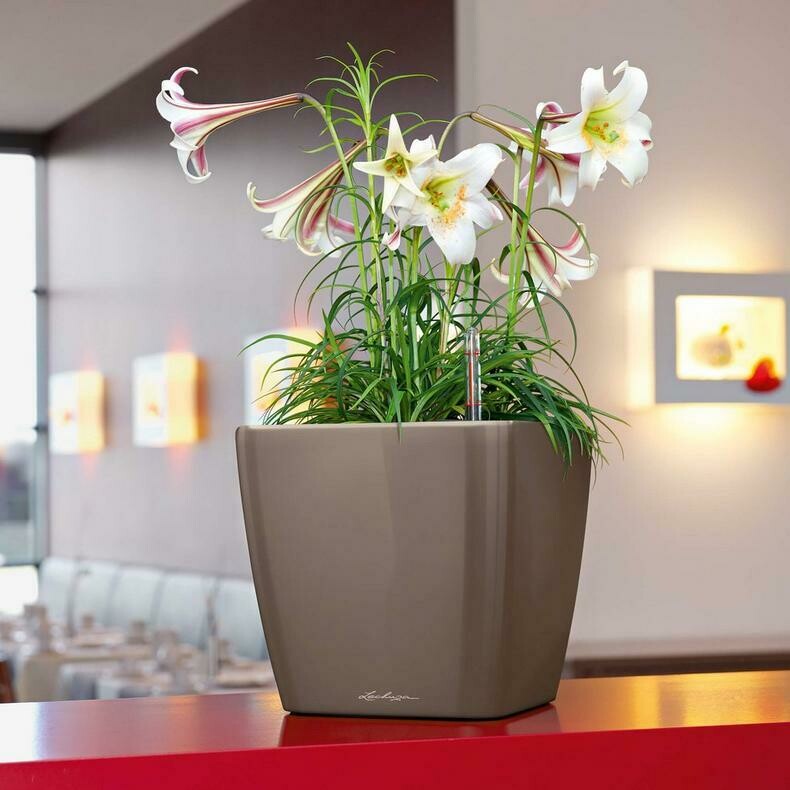 Quadro Premium LS 35 Planter