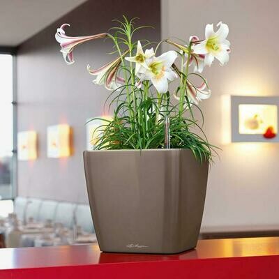 Quadro Premium LS 35 Planter