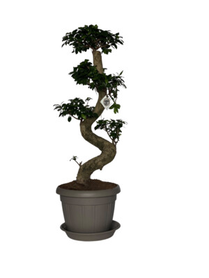 Ficus Ginseng S-shape 85cm