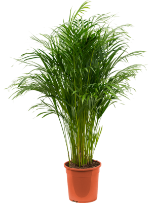 Chrysalidocarpus lutescens - Areca Palm 120cm