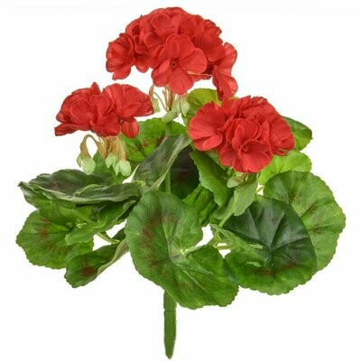 Geranium in Red 23cm (5-7 day lead time)