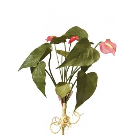 Mini Anthurium  x 3F Rose