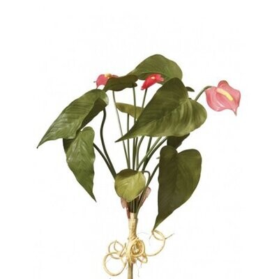Mini Anthurium x 3F Rose
