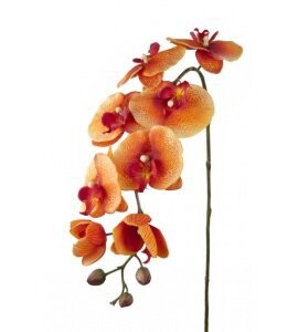 Artificial Phalaenopsis with Buds