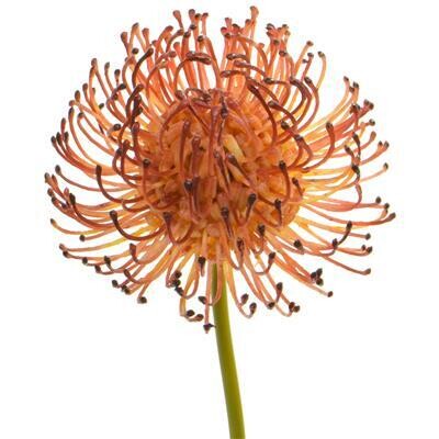 Artificial Protea  Pincushion