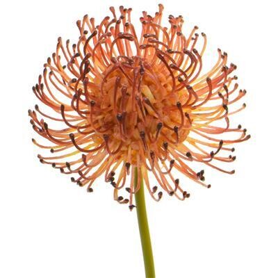 Artificial Protea Pincushion