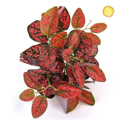 UV Protected Japonica Plant in Red 25cm
