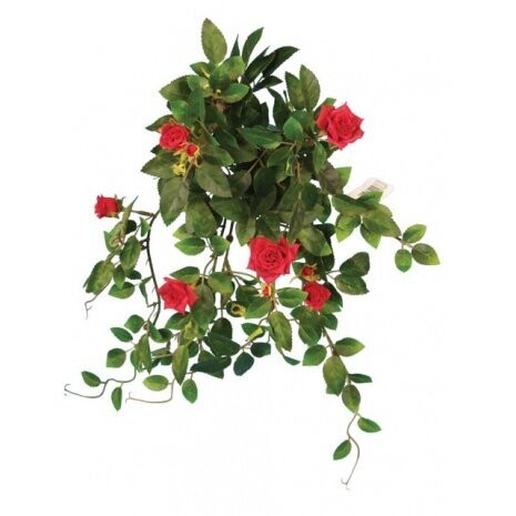 Diamond Rose Bush / Vine Red