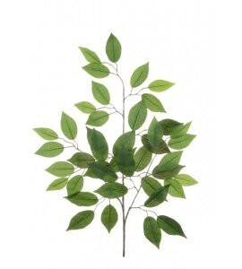 Ficus Spray Green