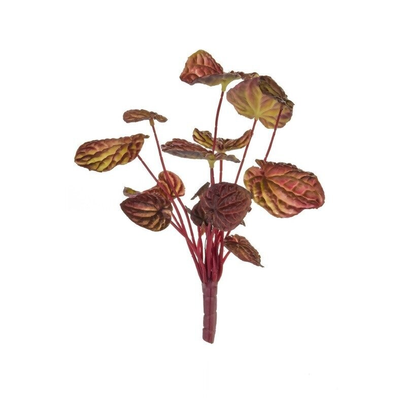 Sweet Potato Leaves 25cm