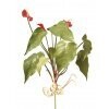 Mini Anthurium  x 3F Rose, Colour: FS12008BU Burgundy