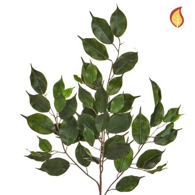 Foliage Ficus Exotica 75cm FR (Buy box of 6 & get 10% off)