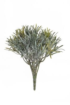 Podocarpus Dusty Green 30cm UV