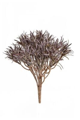 Podocarpus Dusty Brown 30cm UV