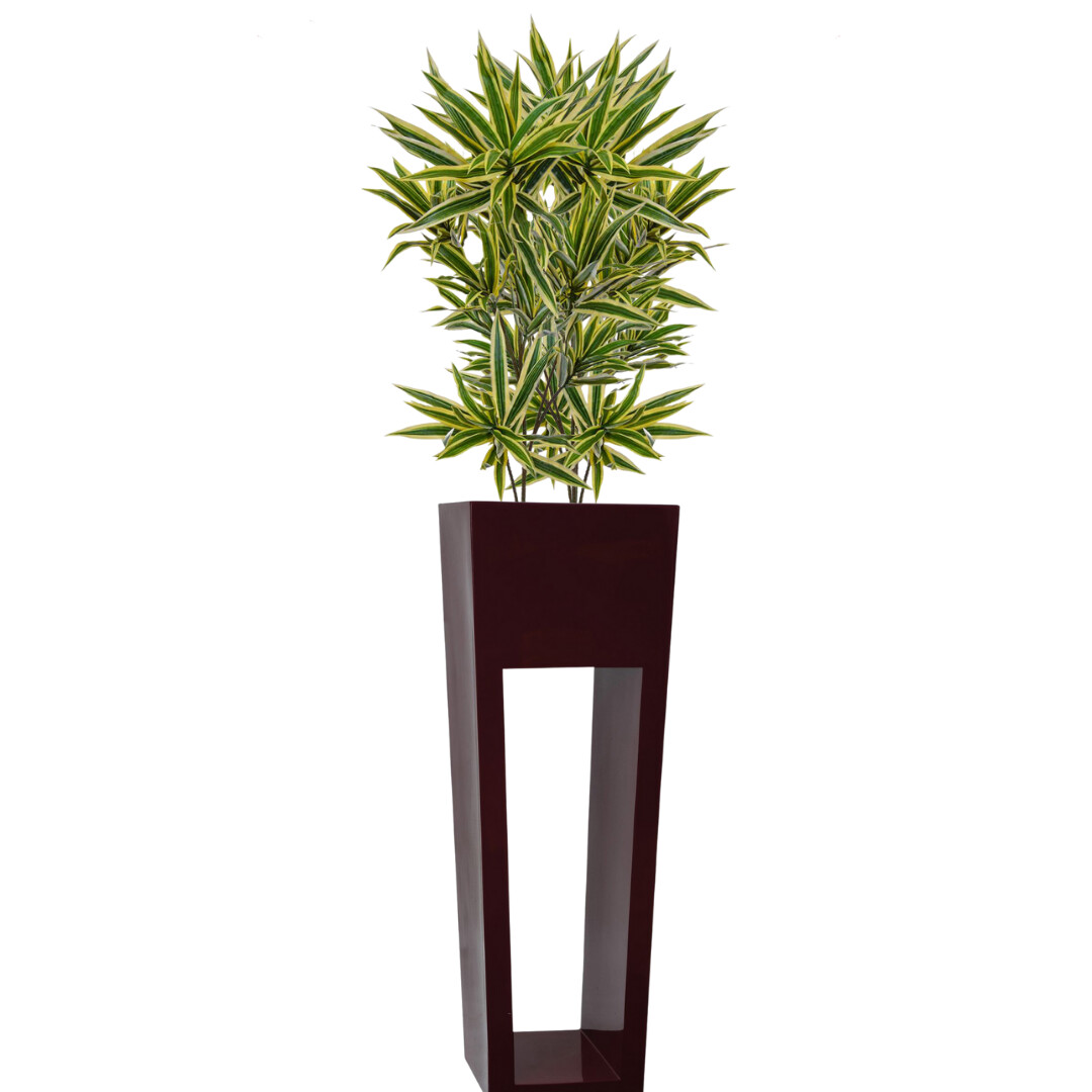 Grande Oley (Gloss Finish)