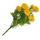 Marigold Plant Yellow UV