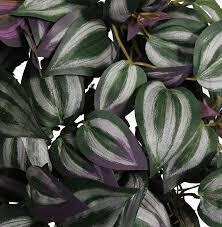 UV  TRADESCANTIA MAUVE 25CM UV