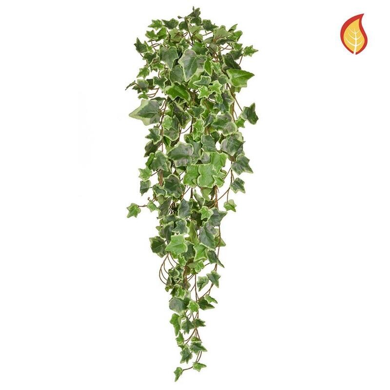 Ivy Trailing Variegated PI 86cm FR (Buy 6 and get 10% off)