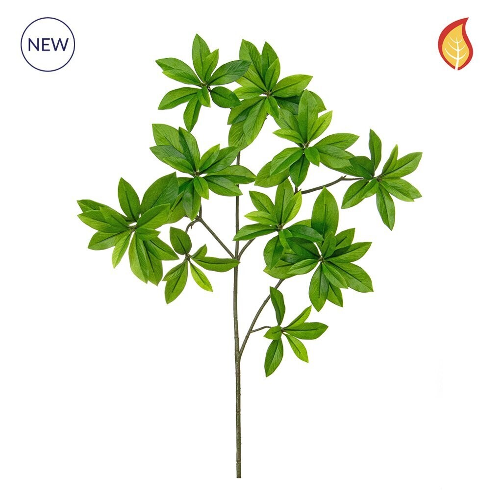 Box of 5 Enonymus Japonicus Foliage DB 55cm FR