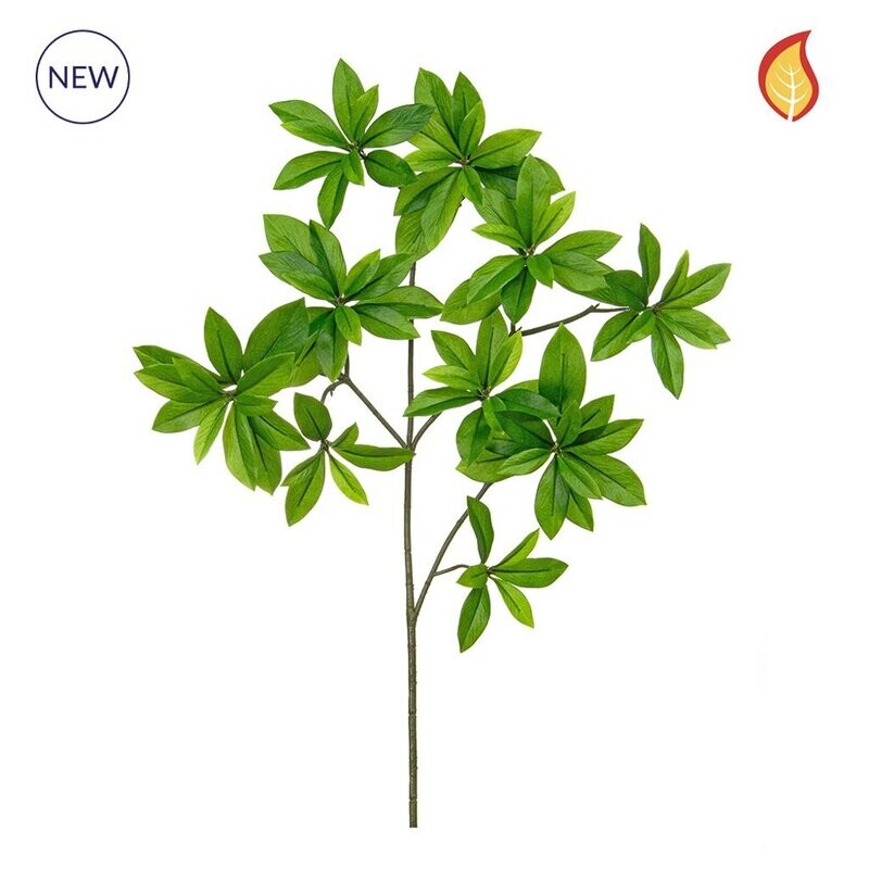 Box of 5 Enonymus Japonicus Foliage DB 55cm FR