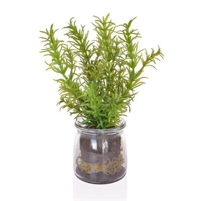 Rosemary in Glass Vase 21cm (Buy 6 & get 10% off)