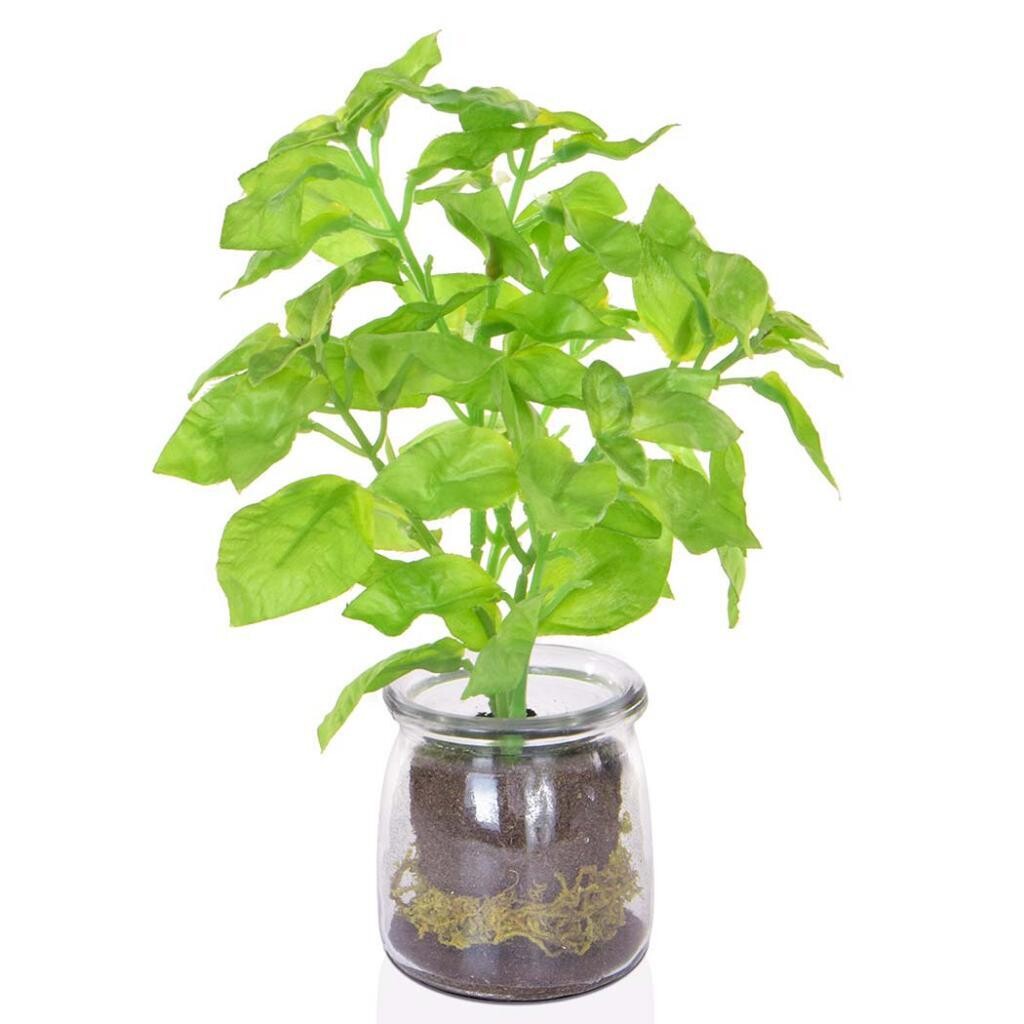 Basil in Glass Vase 21cm (Buy 6 & get 10% off)