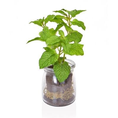 Mint in Glass Vase 21cm (Buy 6 & get 10% off)