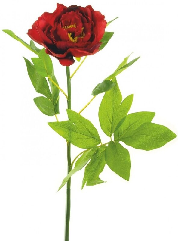 Single Large Peony Red