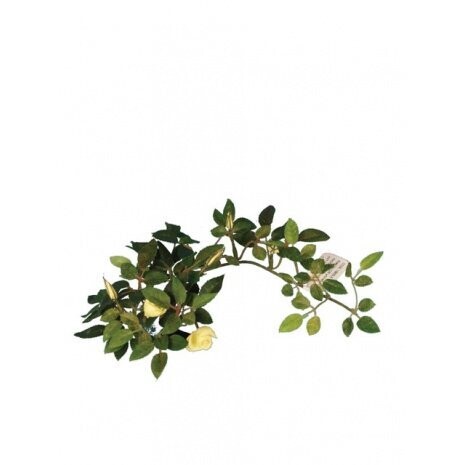Rose Mini C/R w/Vine Lemon