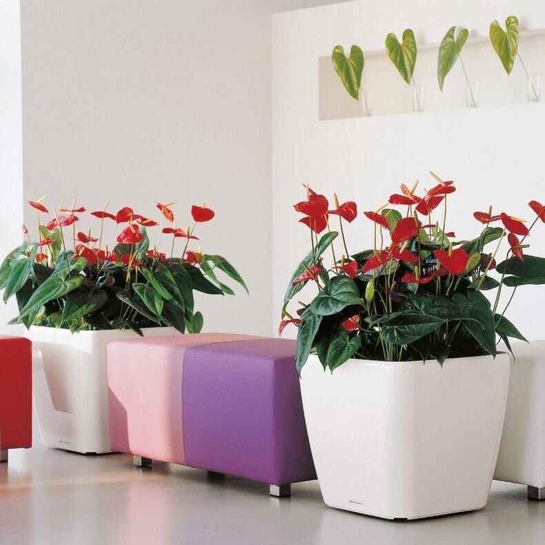 Quadro 43 Planter - PLANTER ONLY