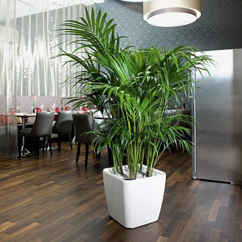 Quadro 50 Planter - PLANTER ONLY