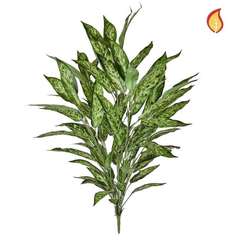 Aglaonema Bush Variegated 85cm SF FR